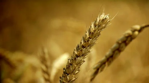 Wheat Vídeos de archivo 780818