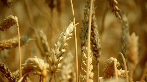 Wheat Vídeos de archivo 781233