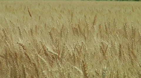 Wheat Stock Footage 808103