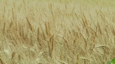Wheat Stock Footage 808109