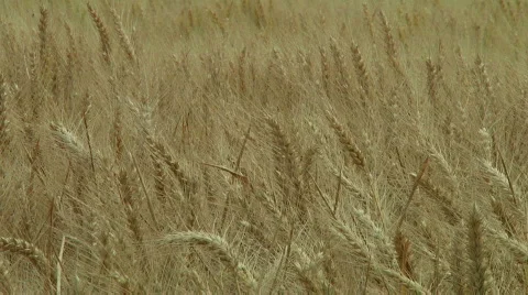 Wheat Stock Footage 808112