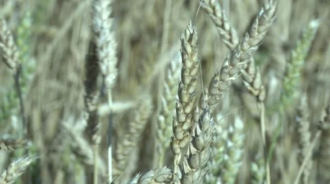 Wheat 스톡 동영상 5424295
