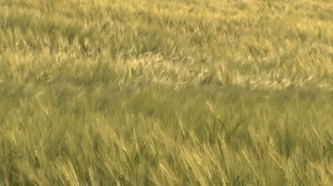 WHEAT 動画素材 5701123