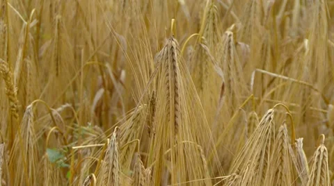 Wheat Stockbeeldmateriaal 7737550