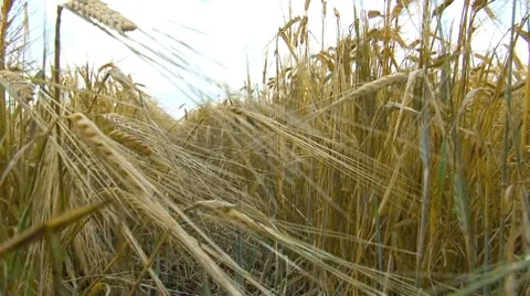 Wheat Stockbeeldmateriaal 7737566