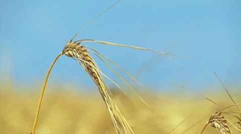 Wheat Stockbeeldmateriaal 7737573