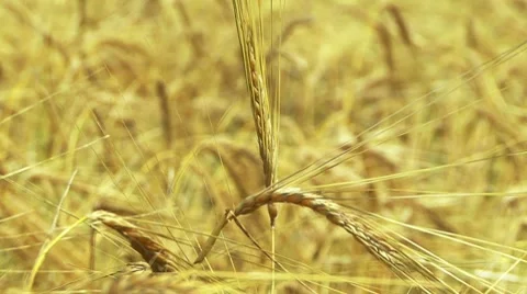 Wheat Stockbeeldmateriaal 7737588