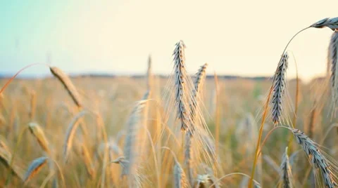Wheat Stock Footage 7903098