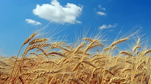 Wheat Stock Footage 8391048