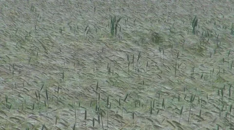 Wheat , Vidéo 8569405