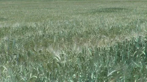Wheat , Vídeos de archivo 8569494