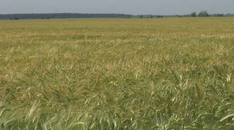 Wheat , Video stock 8569503