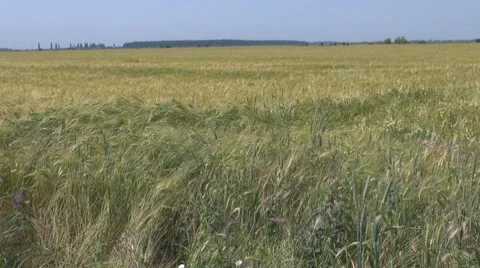 Wheat , Видео 8569504