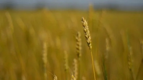 Wheat Stock Footage 8600490