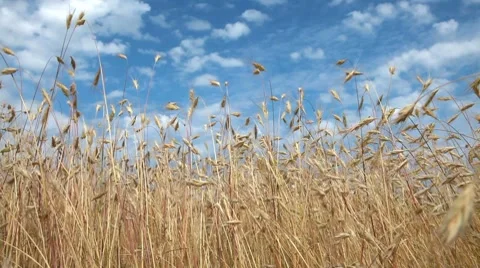 Wheat Stock Footage 8601446