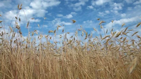 Wheat Stock Footage 8601448
