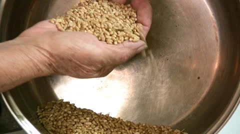 Wheat Stock-Footage 8838912