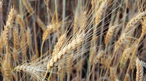 Wheat Stock Footage 8931673