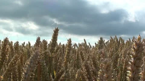 Wheat Stock Footage 10302170