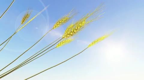 Wheat Stock Footage 10858360