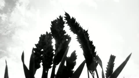 Wheat Stock Footage 22667467