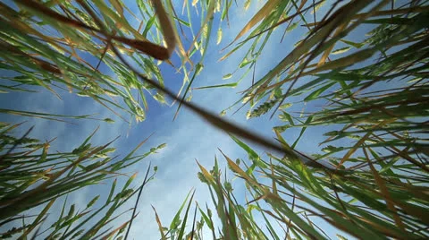 Wheat Видео 24614734