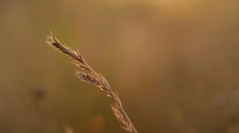 Wheat Vidéo 25538008