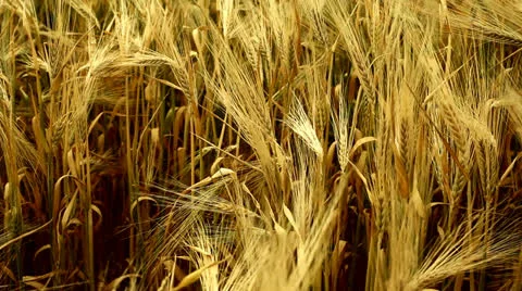 Wheat Video stock 26145756
