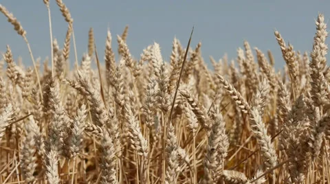 Wheat Video stock 29414379