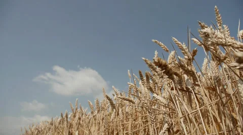 Wheat Stock Footage 29414639