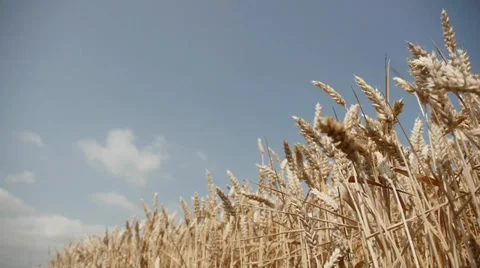 Wheat Video stock 29414813