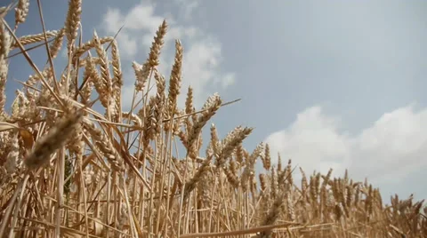 Wheat Stock Footage 29414918
