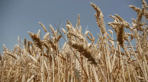Wheat Stock Footage 29415255