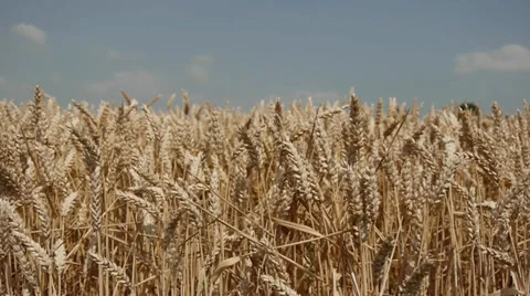 Wheat Stock Footage 29415614