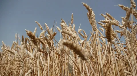Wheat Stock Footage 29416551