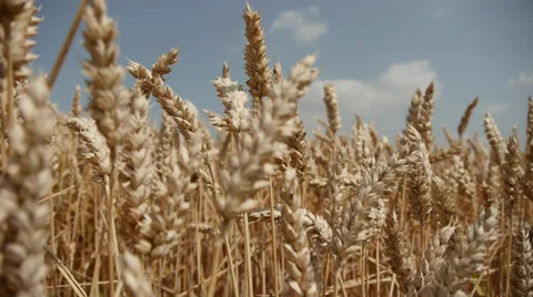 Wheat Stock Footage 29416637