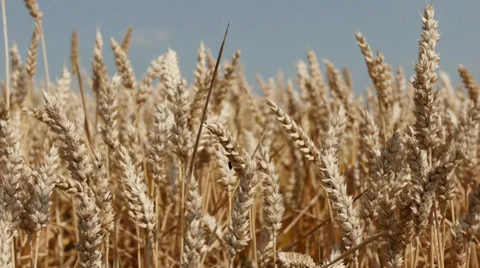 Wheat Stock Footage 29417552