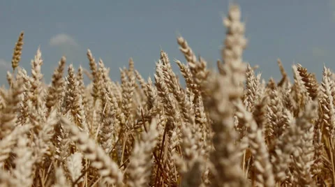 Wheat Stock Footage 29418404