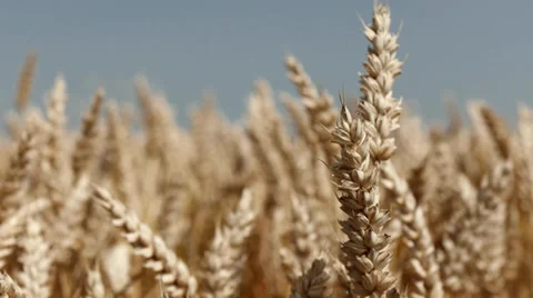 Wheat Stock Footage 29418687