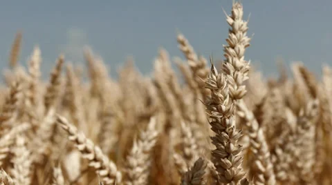 Wheat Stock Footage 29419249
