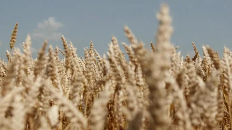 Wheat Stock Footage 29421613