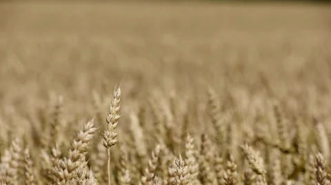 Wheat Stock Footage 29421662