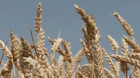 Wheat Stock Footage 29422058