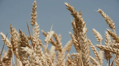 Wheat Stock Footage 29422140
