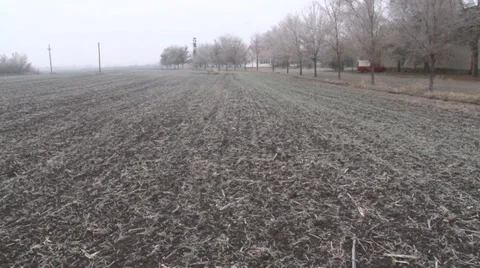 Wheat Vidéo 33419514