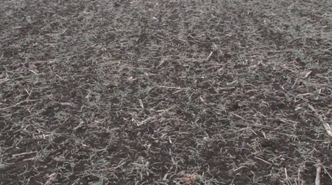 Wheat Видео 33419839