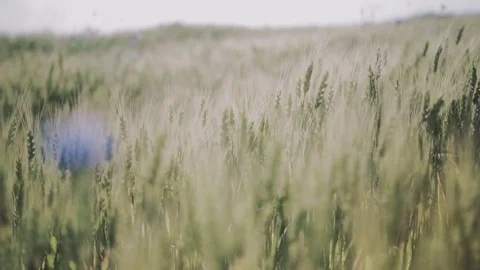 Wheat Stock Footage 77534047