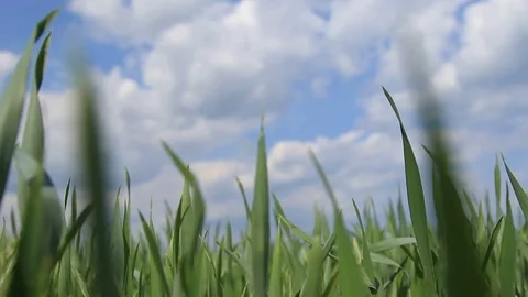 Wheat Stock Footage 79265317