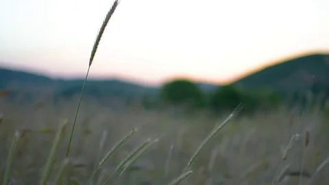 Wheat Stock Footage 79800832