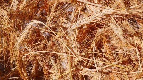 Wheat Video stock 82711906